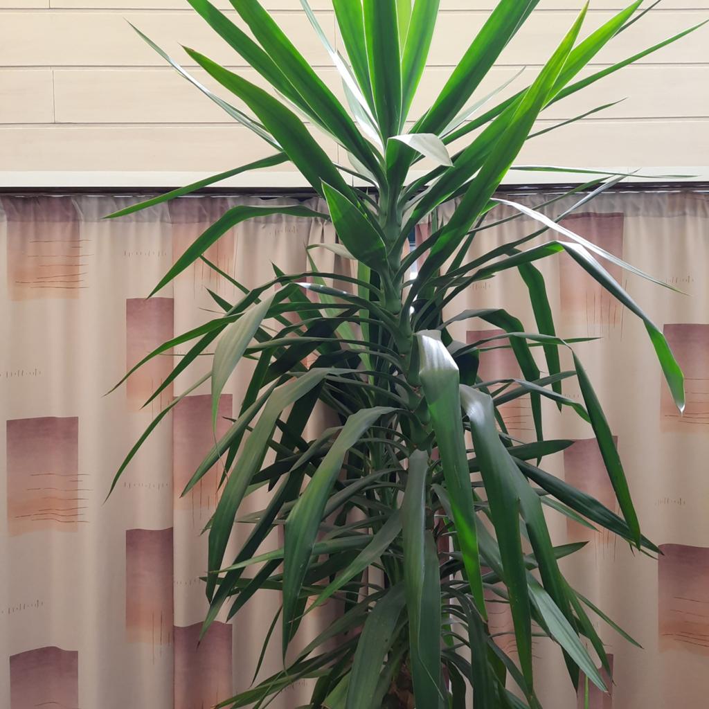 Yucca, Huis en Inrichting, Kamerplanten, Ophalen, Yucca