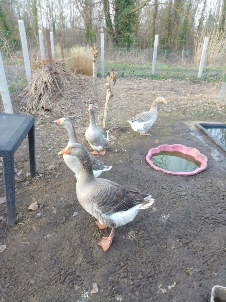 Toulouse gans, Dieren en Toebehoren, Pluimvee