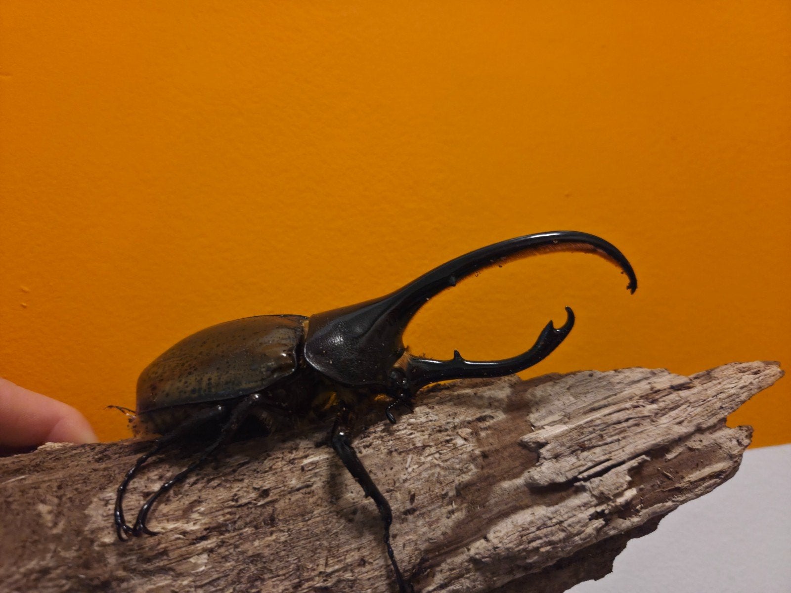 Hercules kever, Dynastes hercules lichyi, volwassen koppels, Dieren en Toebehoren