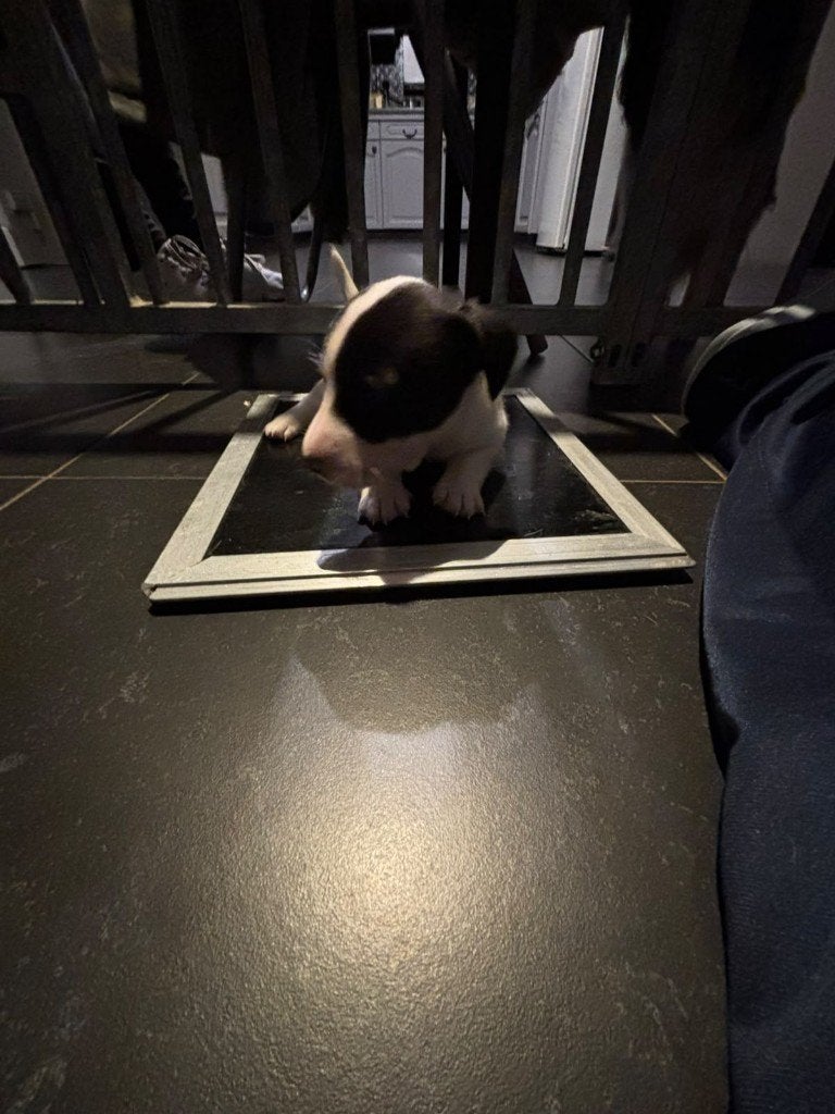 Jack russel pups, Dieren en Toebehoren, België, Particulier, Jack Russell Terriër, 8 tot 15 weken