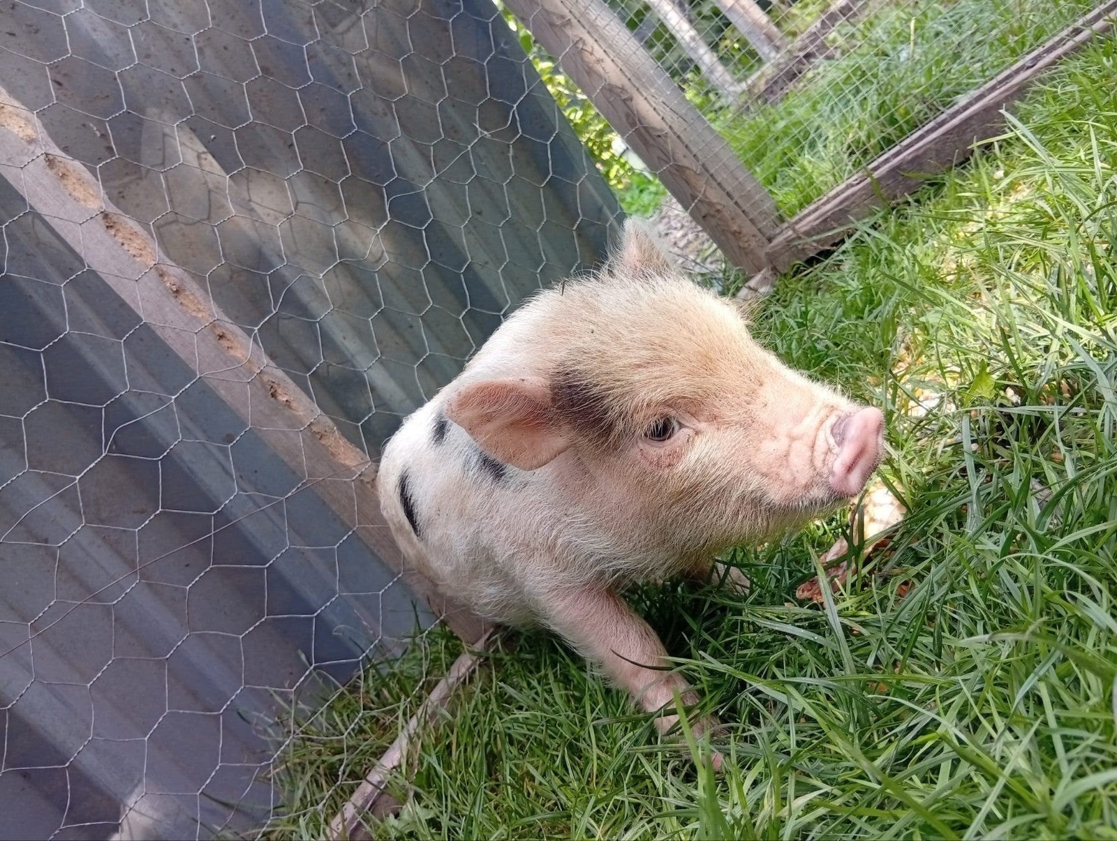 gottinger biggen, Dieren en Toebehoren, Juli, Mannelijk