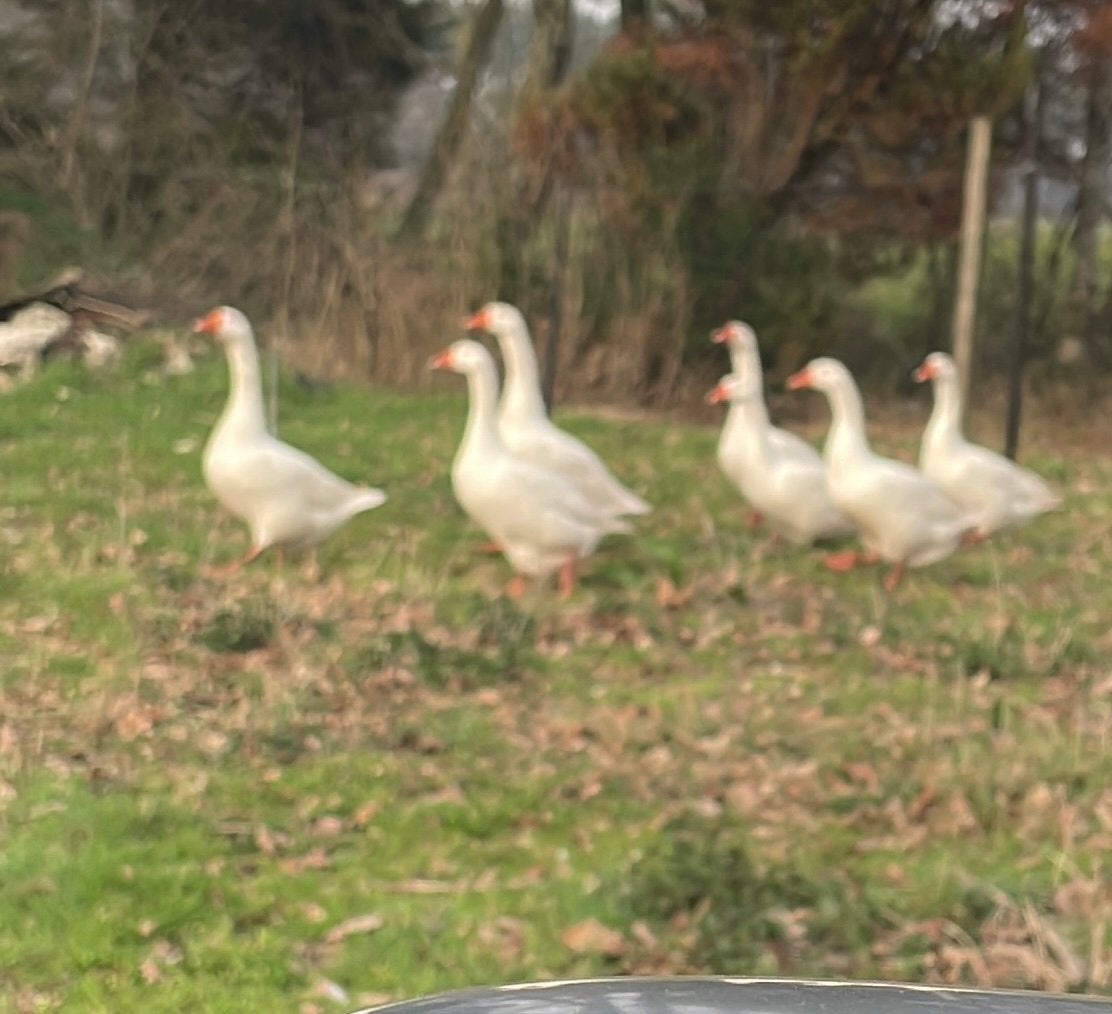 Gans, Animaux & Accessoires, Volatiles