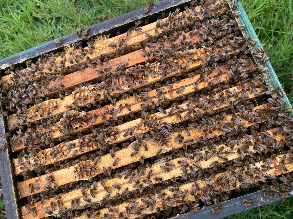 Bijen Carnica, Dieren en Toebehoren, Bijen