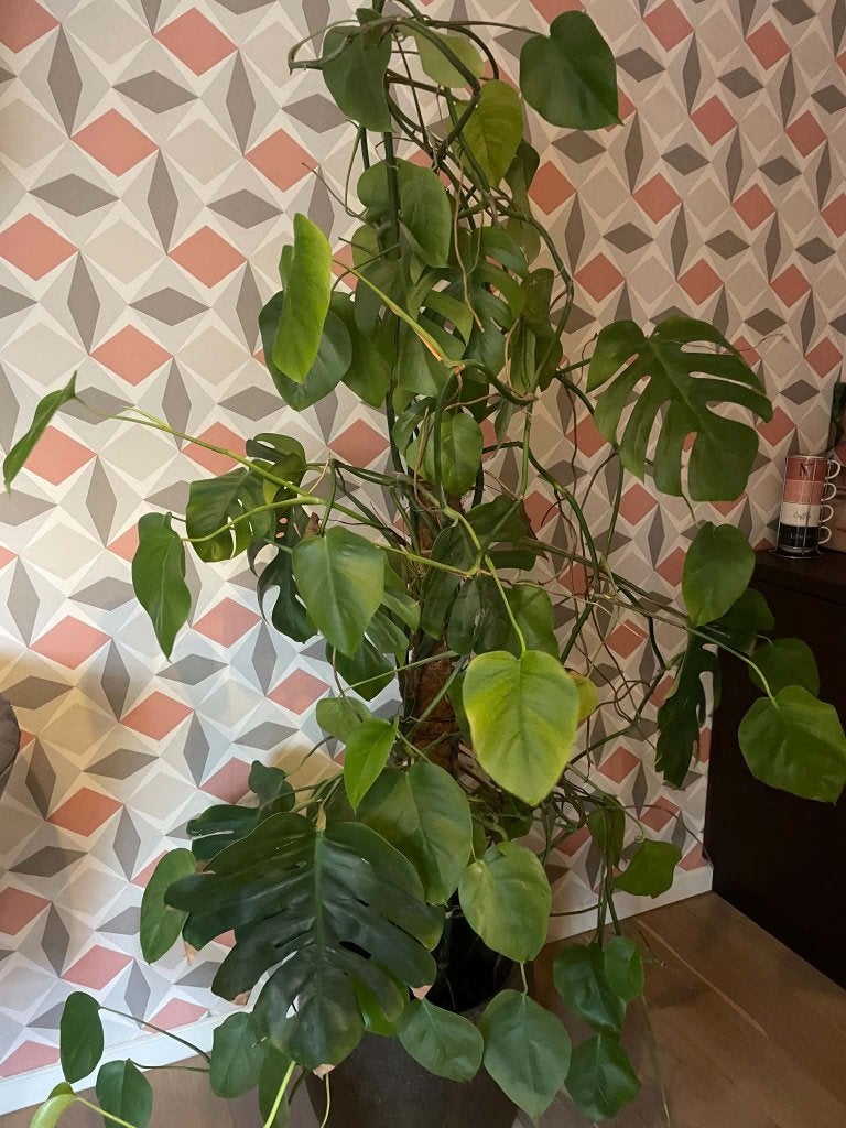 Monstera Deliciosa 1,70m hoog, Maison & Meubles, Autres espèces, 150 à 200 cm, Enlèvement, Plante verte