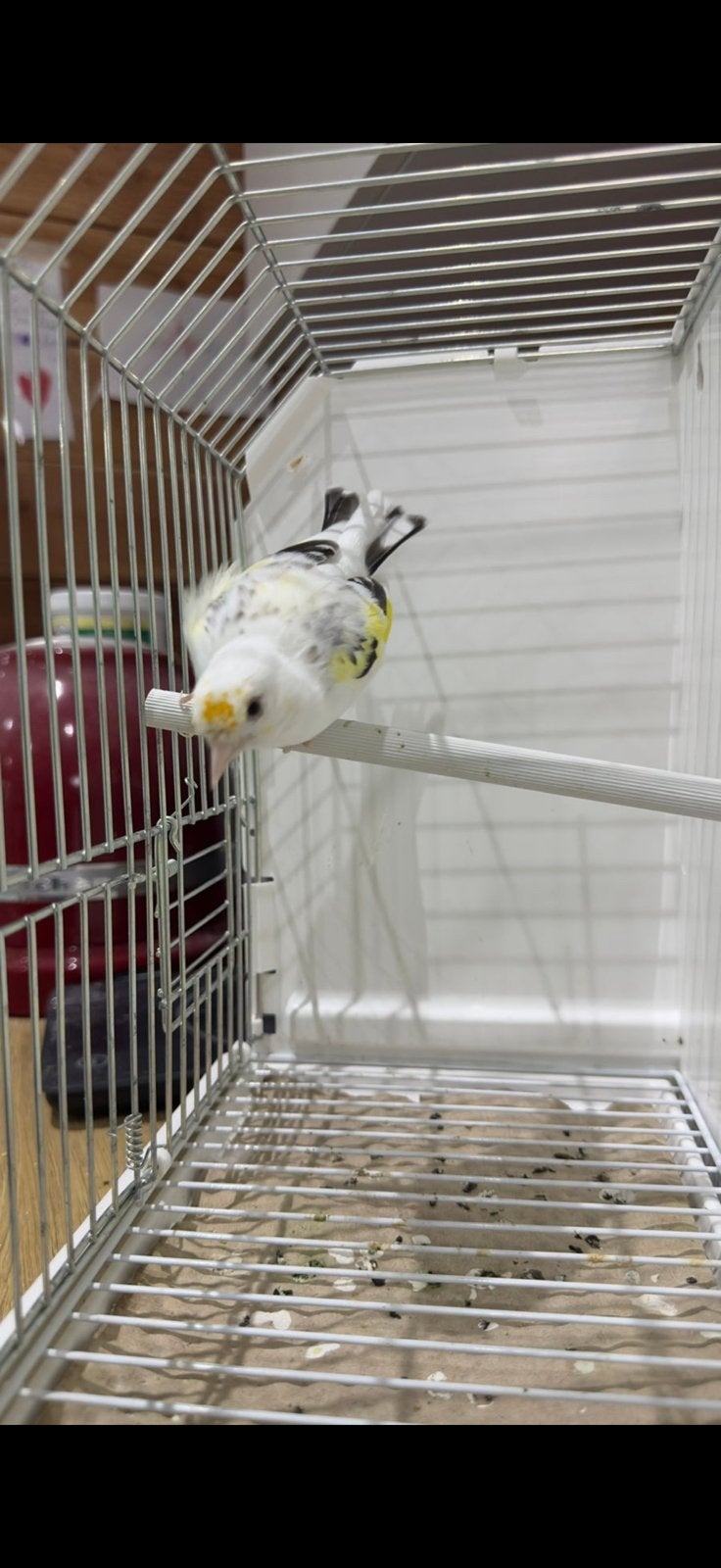 Putter, Vrouwelijk, Wildzangvogel, Geringd