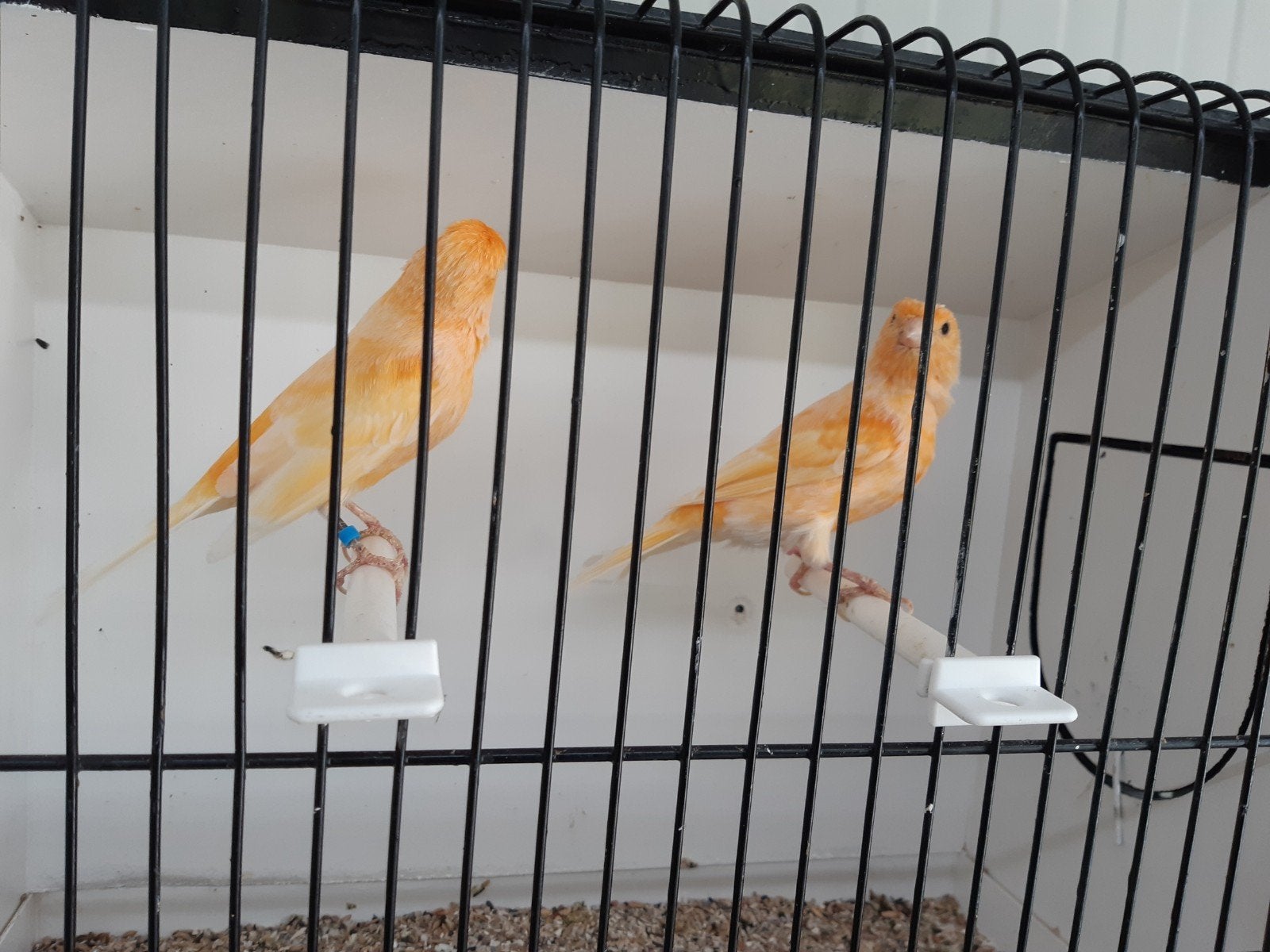 kweekkoppel kanaries, Dieren en Toebehoren