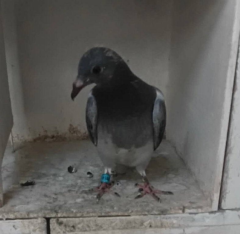 Mooie jonge duif, Sexe inconnu, Pigeon voyageur