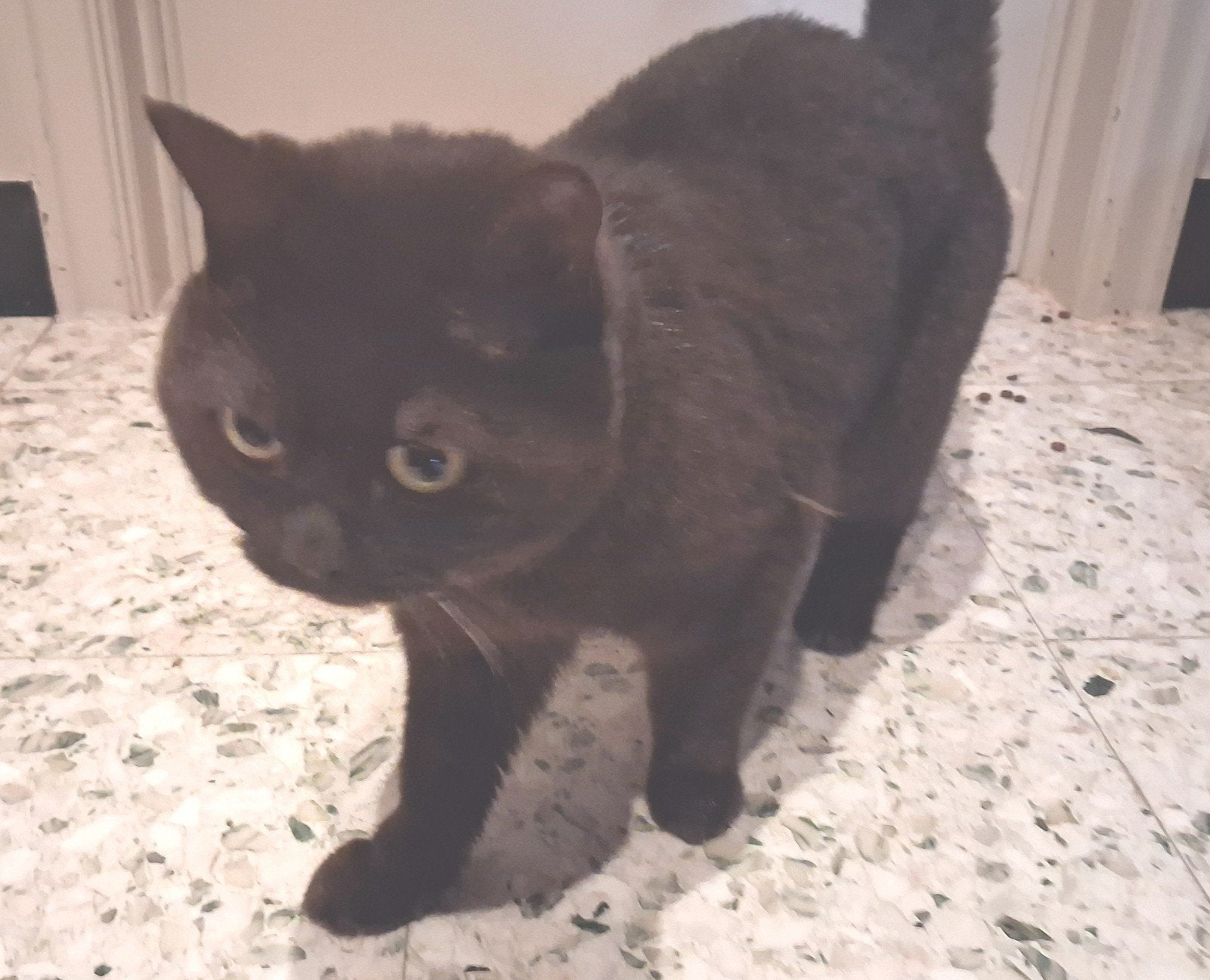 British shorthair, Chat, Vermifugé, 3 à 5 ans