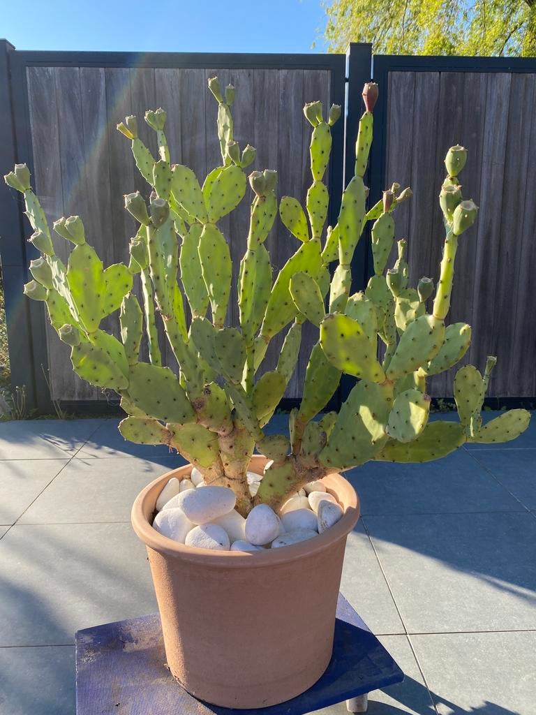 Cactus opuntia vijgcactus mooi vol gegroeid, Ophalen
