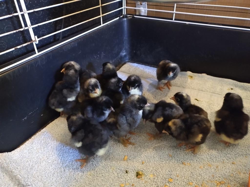 Mechelse koekoek kuikens, Dieren en Toebehoren, Geslacht onbekend, Kip