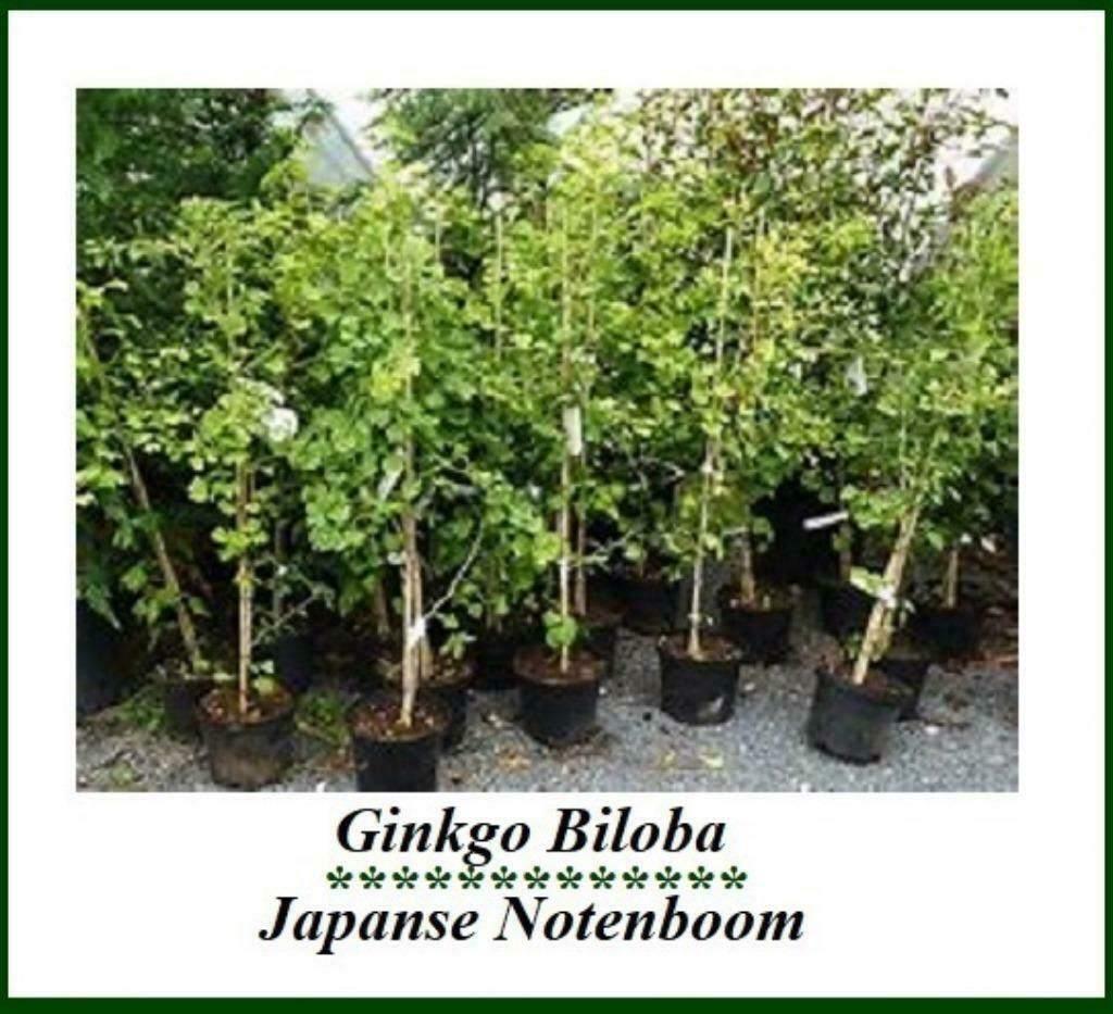 GINKGO BILOBA PLANTEN +/- 60+ CM, IN POT , 15€/stuk, Tuin en Terras, Ophalen of Verzenden, Lente, Vaste plant, Fruitplanten