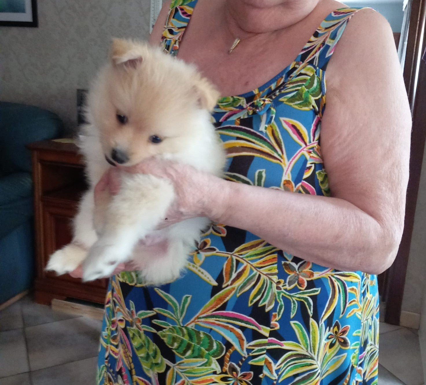 Klein keeshondjes pups, Parvo, België, Particulier, Keeshond