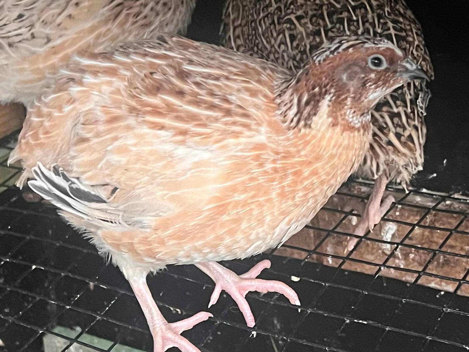 Jumbo kwartel toompje van 8 weken