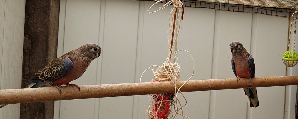 2 mannelijke bourkes parkieten wild kleur 25€/stuk, Dieren en Toebehoren, Vogels | Parkieten en Papegaaien, Parkiet, Mannelijk