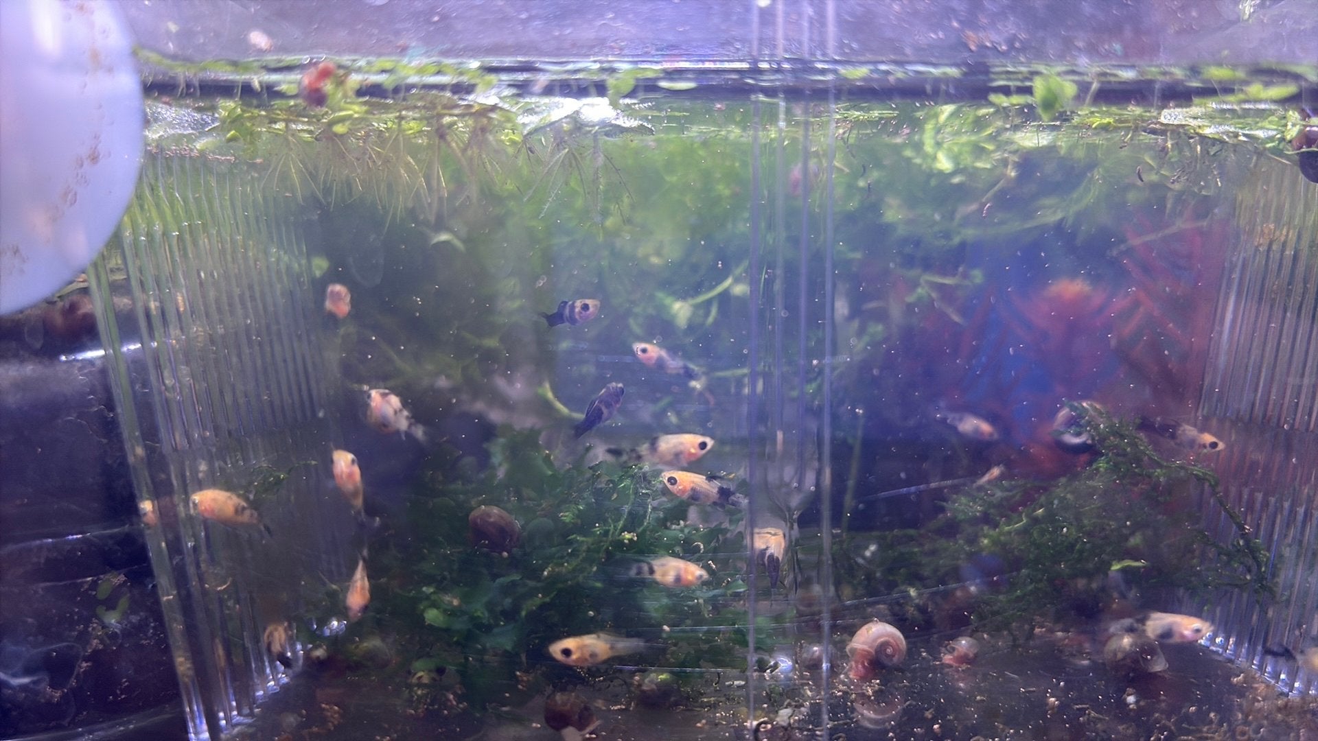 Balloon molly ( geen/zwart ) 2 weken oud., Dieren en Toebehoren, Vissen | Aquariumvissen