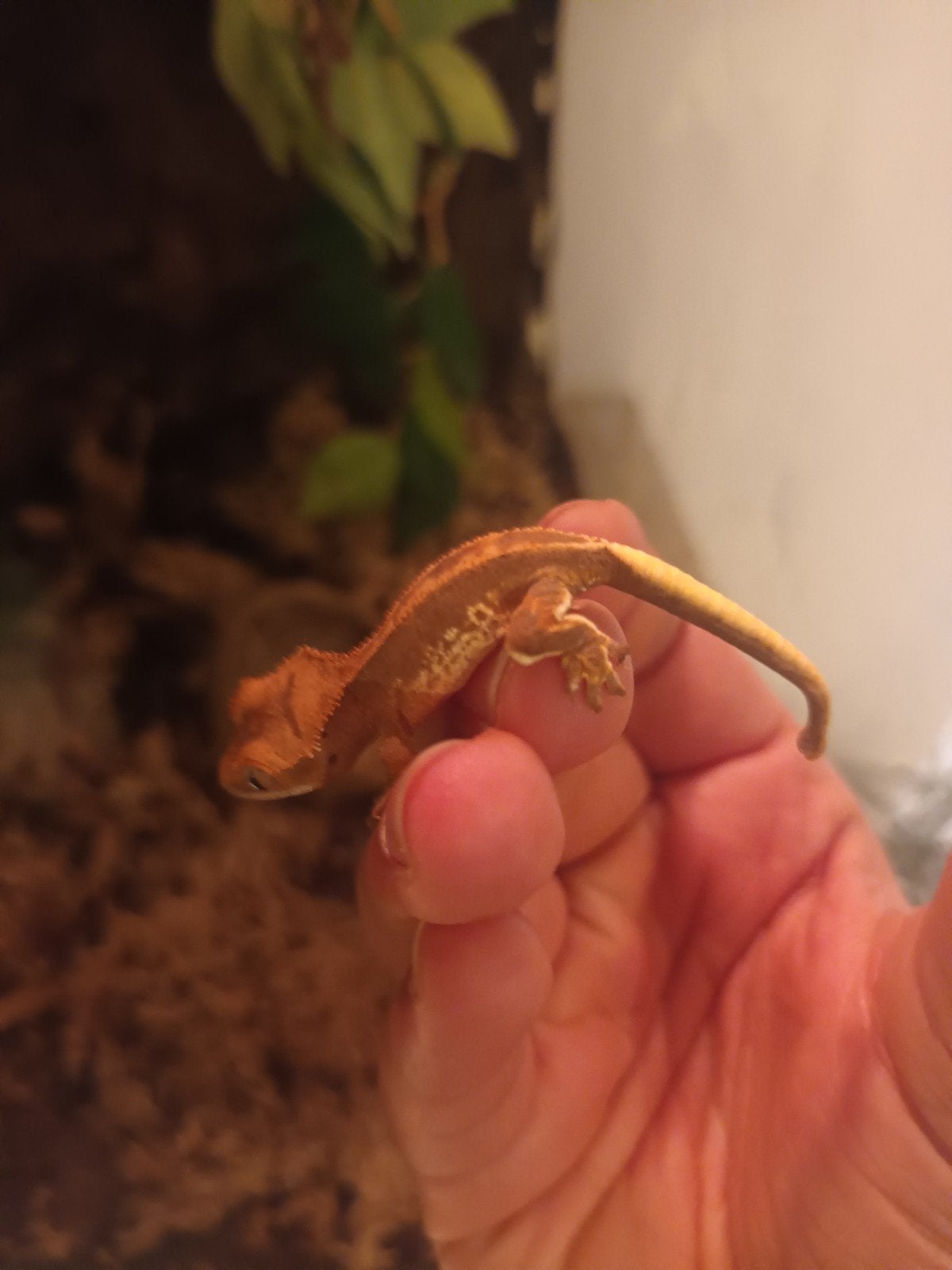 lilly white wimpergecko, Dieren en Toebehoren, Overige soorten, 0 tot 2 jaar