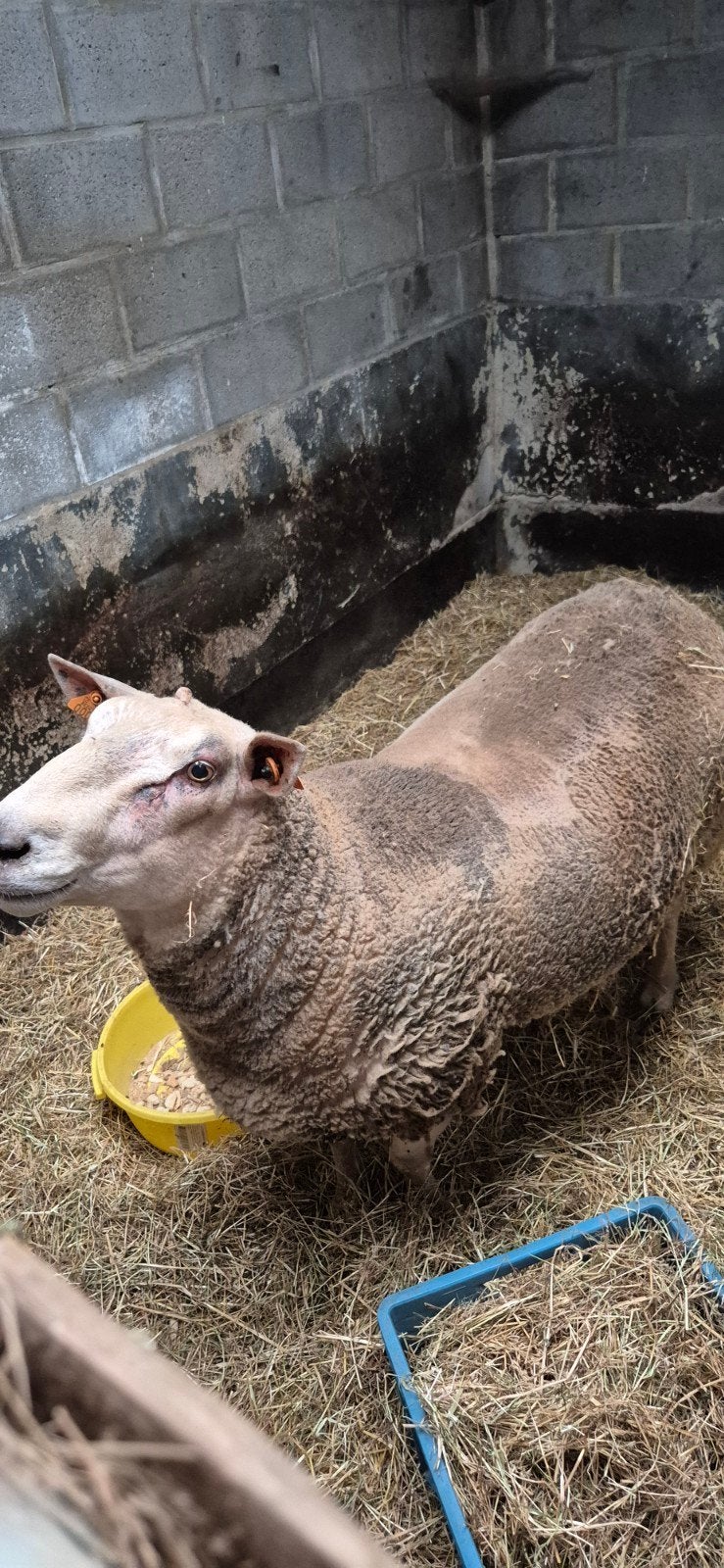 dekram, Dieren en Toebehoren, Mannelijk