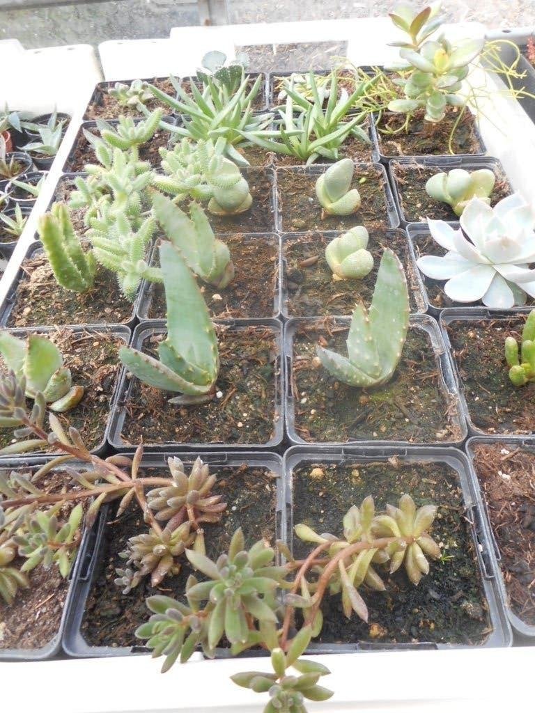 plantes, Jardin & Terrasse, Plantes | Jardin, Plein soleil, Été, Plante fixe, Enlèvement ou Envoi