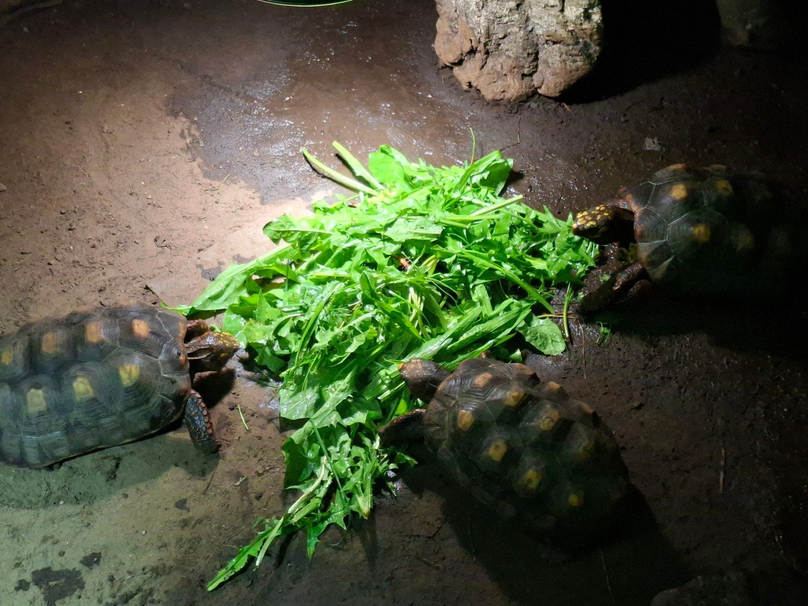 landschildpad kolenbranders, Schildpad