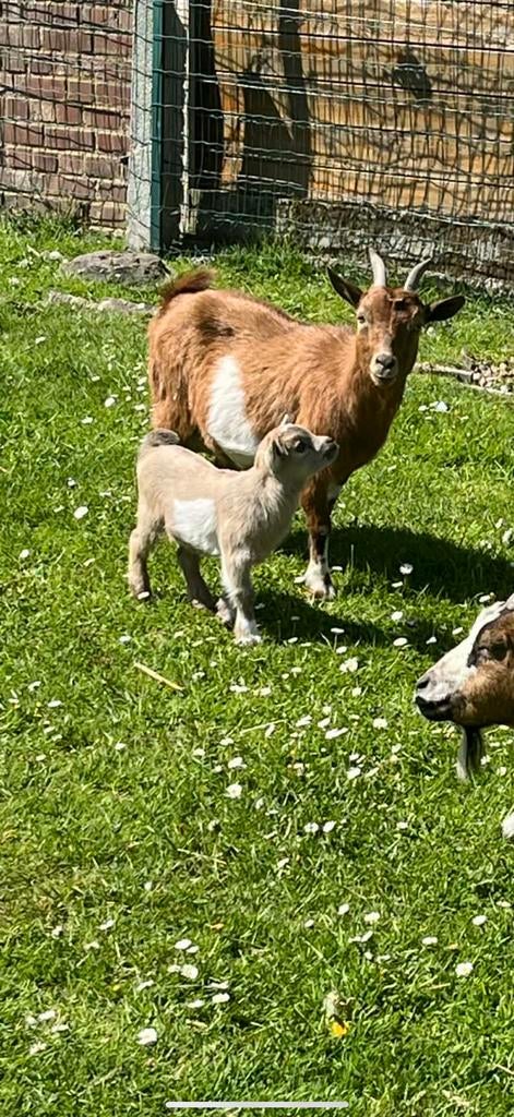 Bouc nain, Mâle, Chèvre, 0 à 2 ans