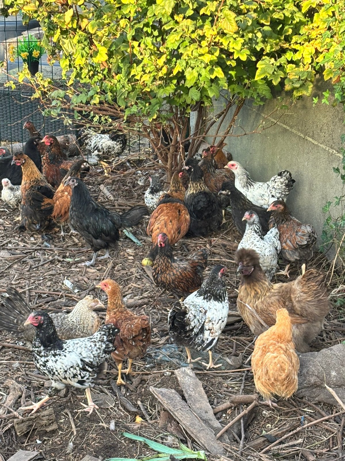 Wyandotte kuikens, Dieren en Toebehoren, Geslacht onbekend, Kip