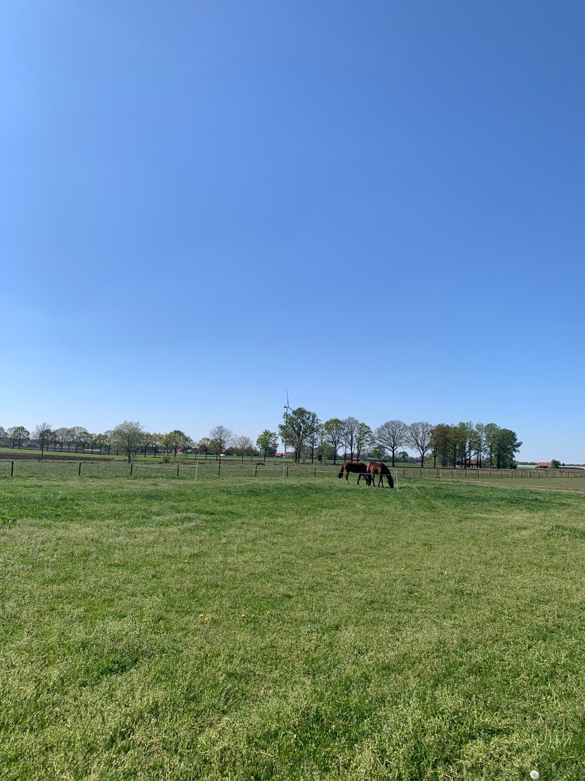 GEZOCHT: weide + stalling voor 5 paarden (Noorderkempen), Animaux & Accessoires, Box & Pâturages, Mise à l'étable