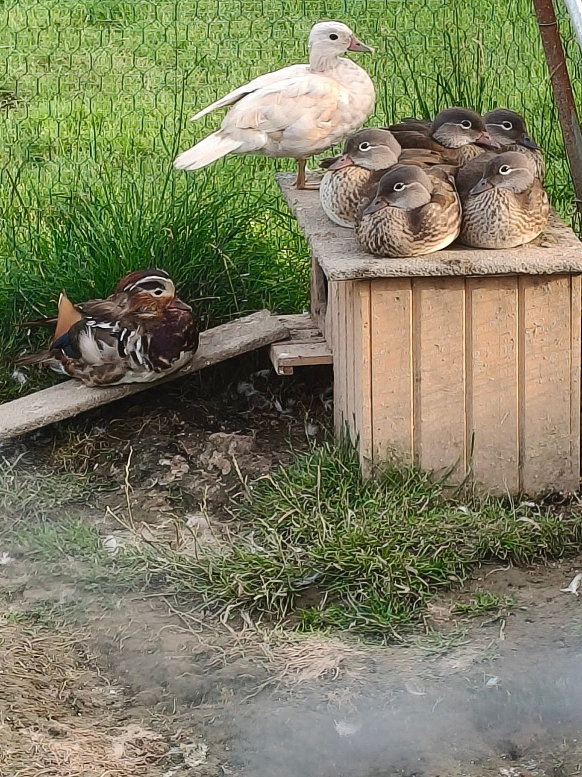 Mandarijneendjes, Dieren en Toebehoren, April, Meerdere dieren