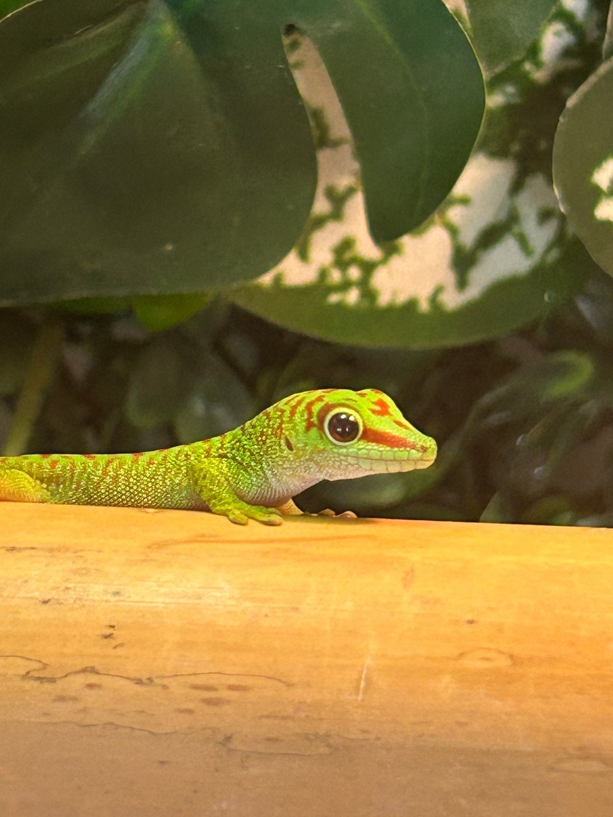 Madagascar reuzedaggecko, Dieren en Toebehoren, Hagedis, 0 tot 2 jaar