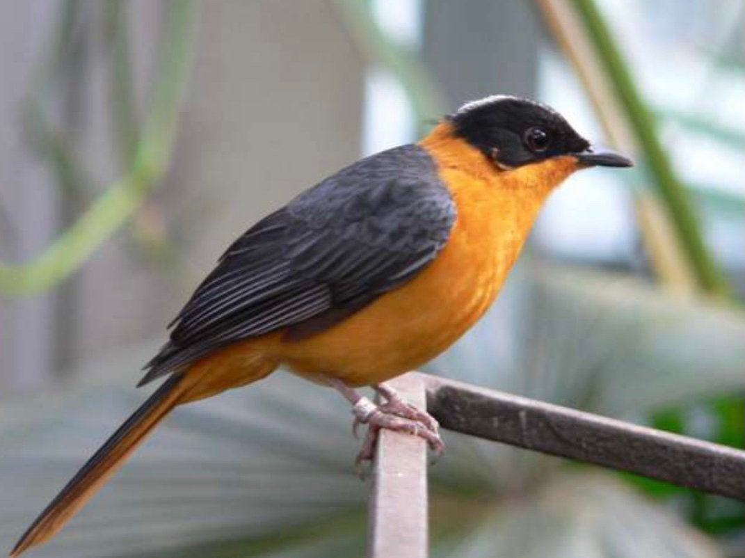 Sneeuwkruin roodborsttapuit, Dieren en Toebehoren, Meerdere dieren, Tropenvogel, Geringd