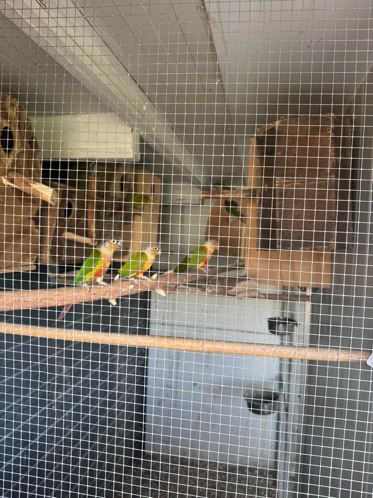 Kolonie Pyrrhura Molinae, Dieren en Toebehoren, Meerdere dieren, Parkiet