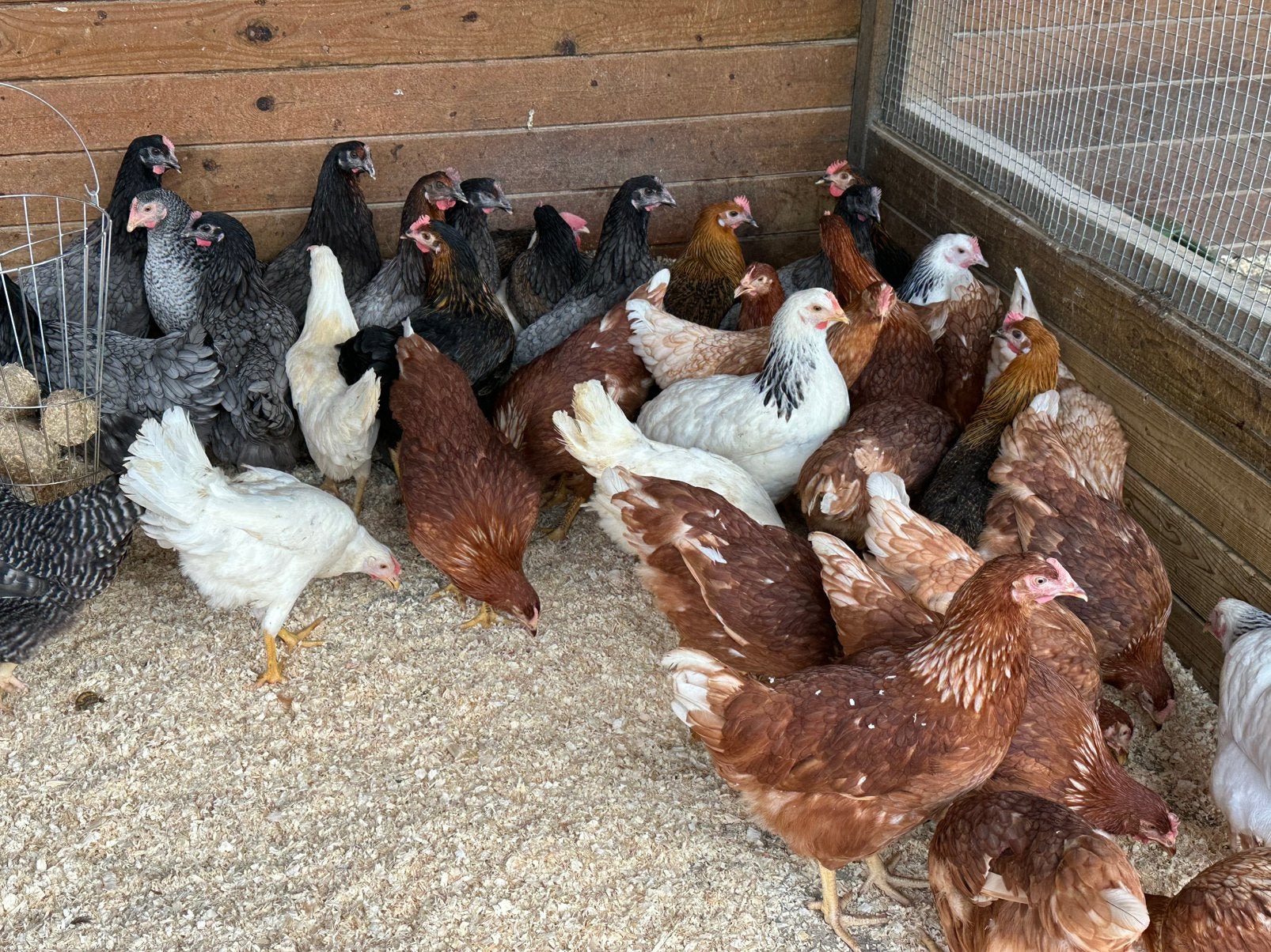 Sussex bleu de landes harco koekoek leghorn isa brown, Dieren en Toebehoren