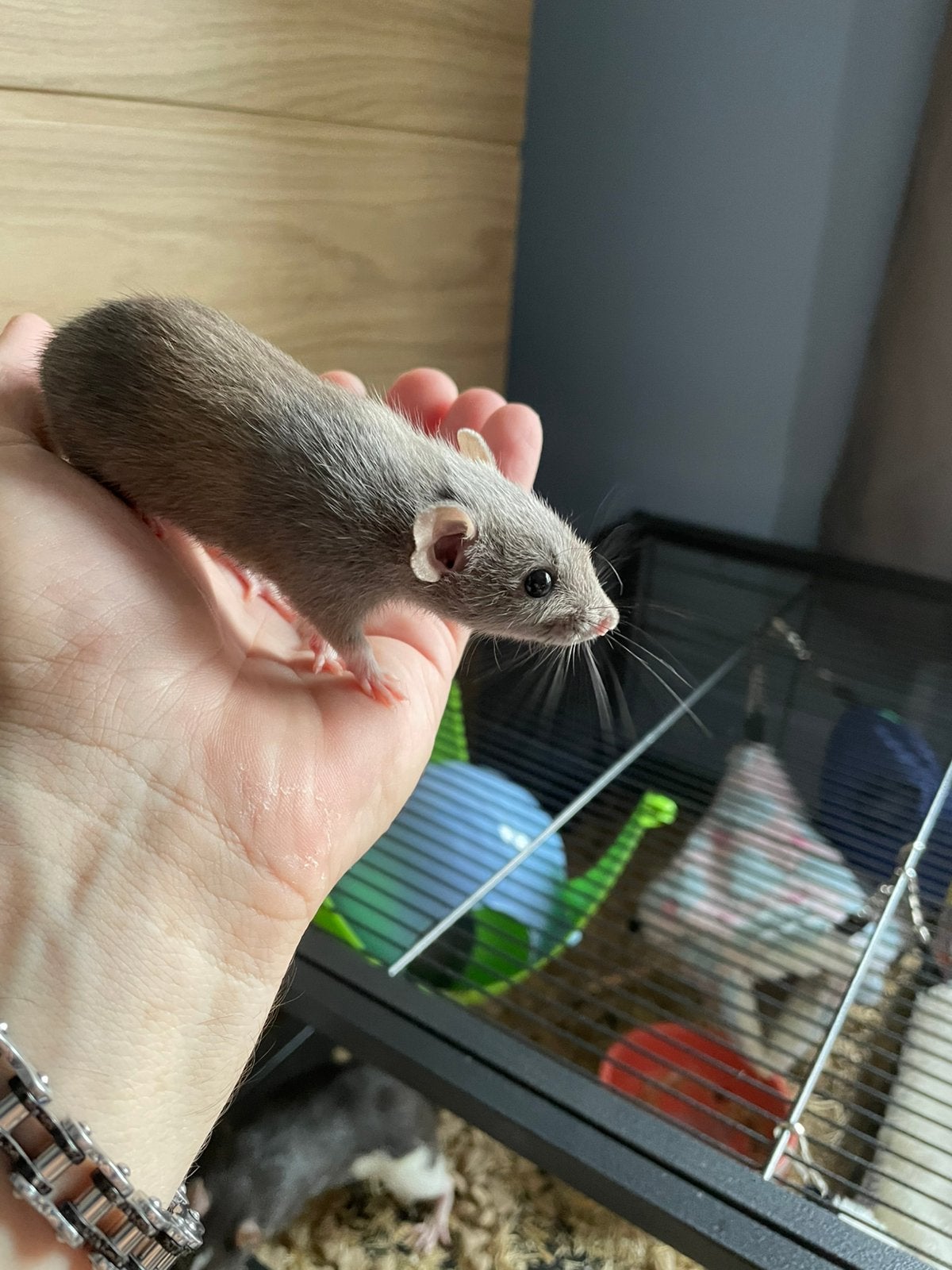 À vendre : 3 rats Dumbo d'octobre 2025 sont bronzés, Autres espèces, Domestique, 0 à 2 ans