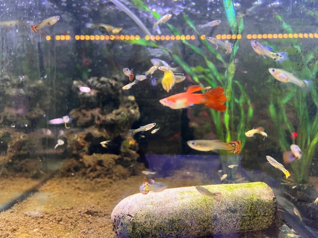 Guppy's Mix in alle maten, Vis, Zoetwatervis