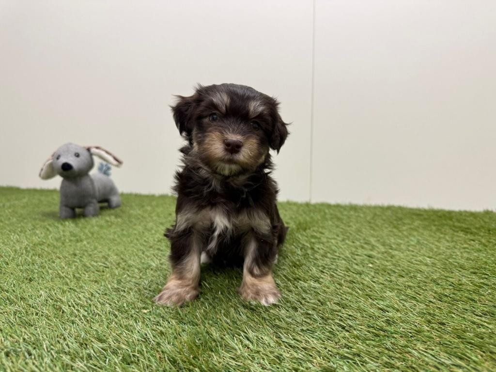 Nestje Havanezer pups, Dieren en Toebehoren, Honden | Chihuahua's en Gezelschapshonden, Parvo, België, Overige rassen, 8 tot 15 weken