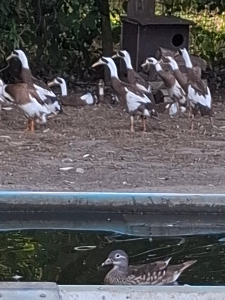 loopeenden, Dieren en Toebehoren, Pluimvee, Geslacht onbekend