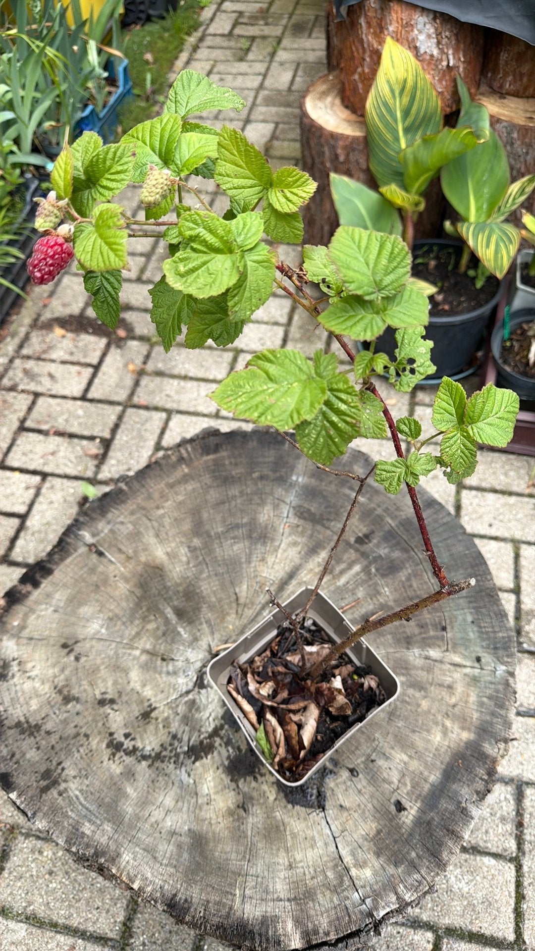 Zwarte framboos, doornloze braam, …, Ophalen