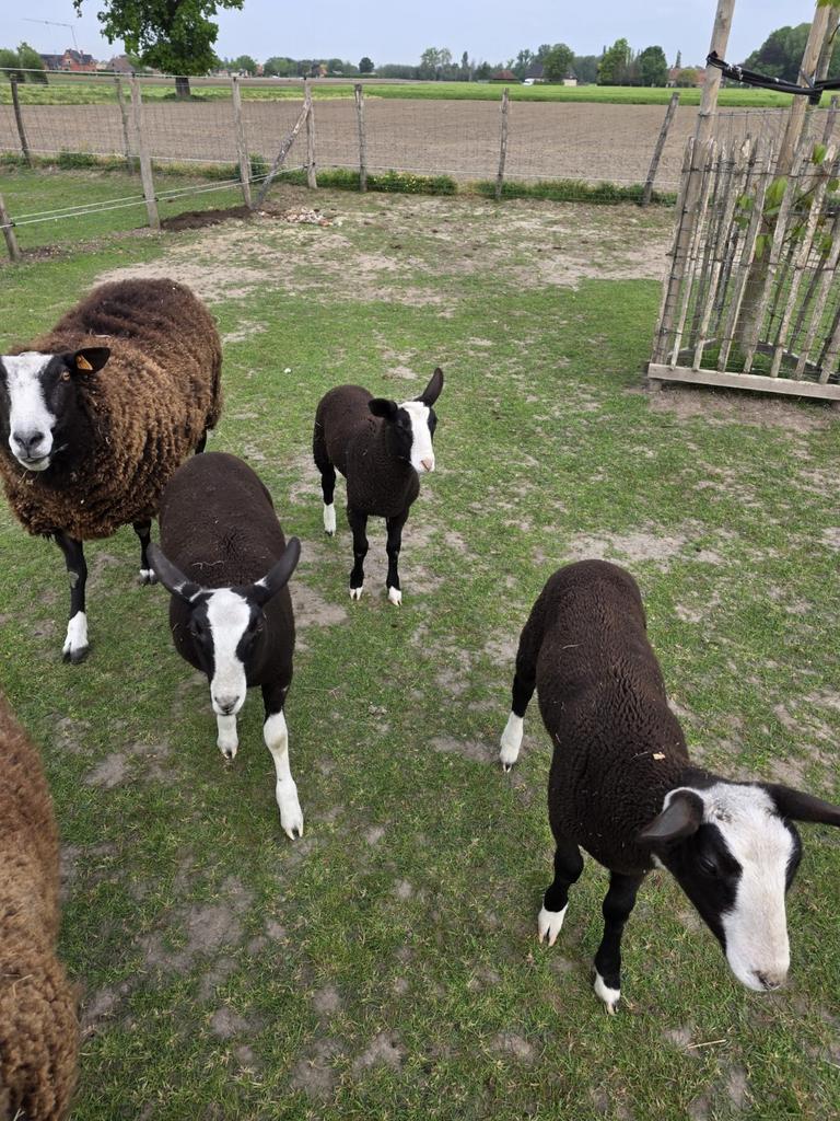 Zwartbles lammeren