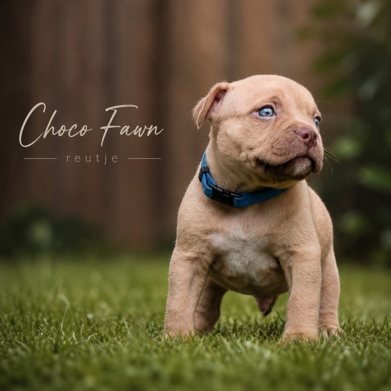Prachtige American Bully pups, Animaux & Accessoires, Maladie de Carré (chiens), Plusieurs, Belgique, Plusieurs animaux