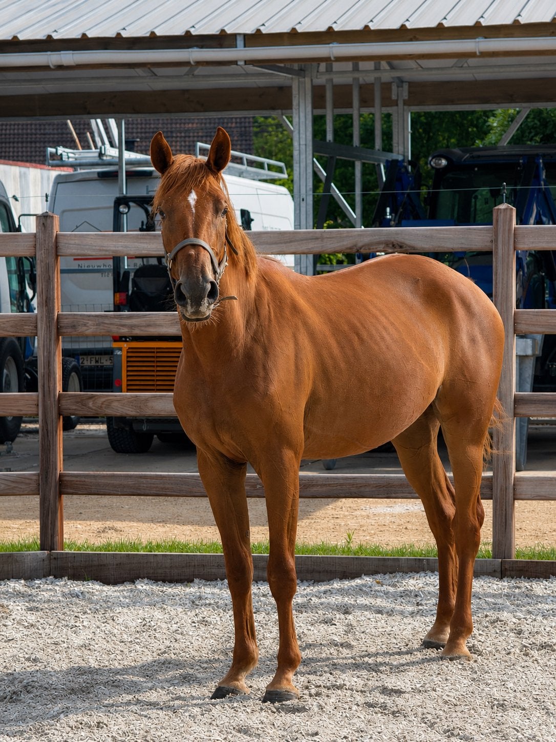 Sweet mare for sale (2023), Merrie, Springpaard, Met stamboom, 3 tot 6 jaar