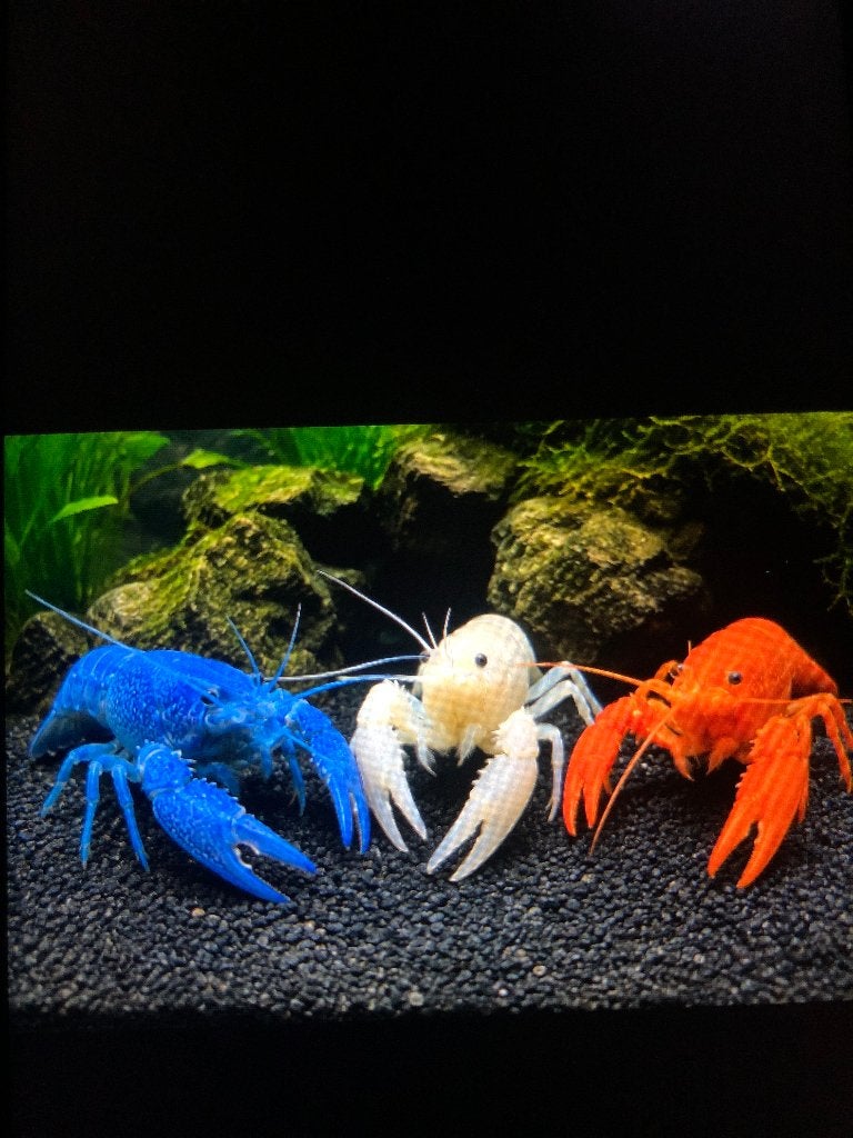 Homards d'aquarium, Animaux & Accessoires, Poissons | Poissons d'aquarium, Homard, Crabe ou Crevette, Poisson d'eau douce