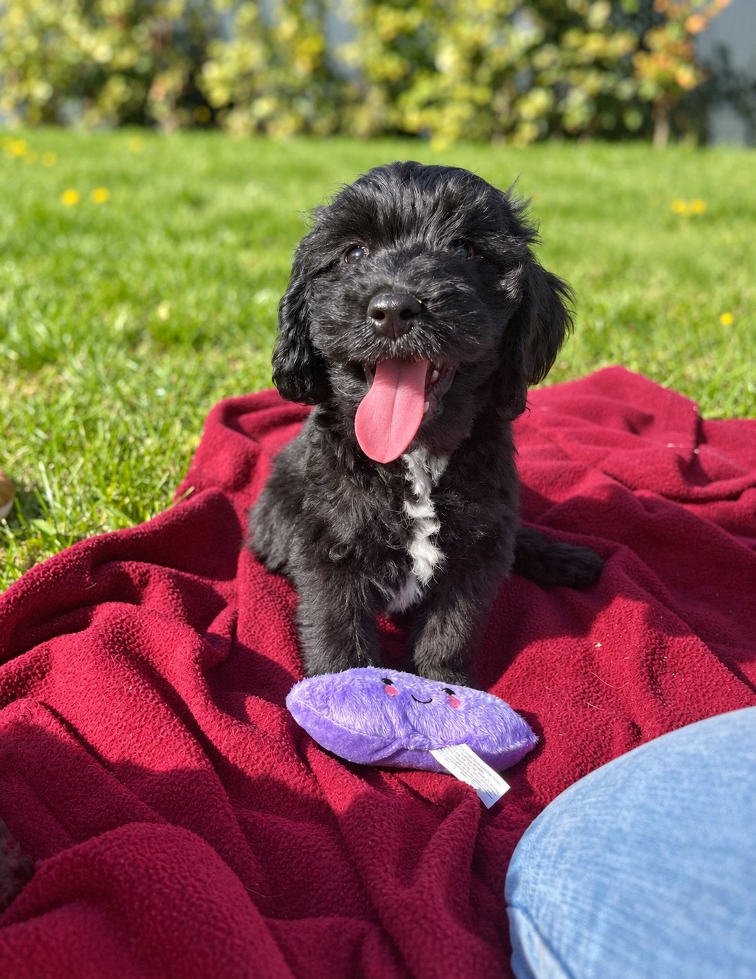 Beaux chiots cockapoo (parents testés), Caniche, Maladie de Carré (chiens), Plusieurs, Belgique