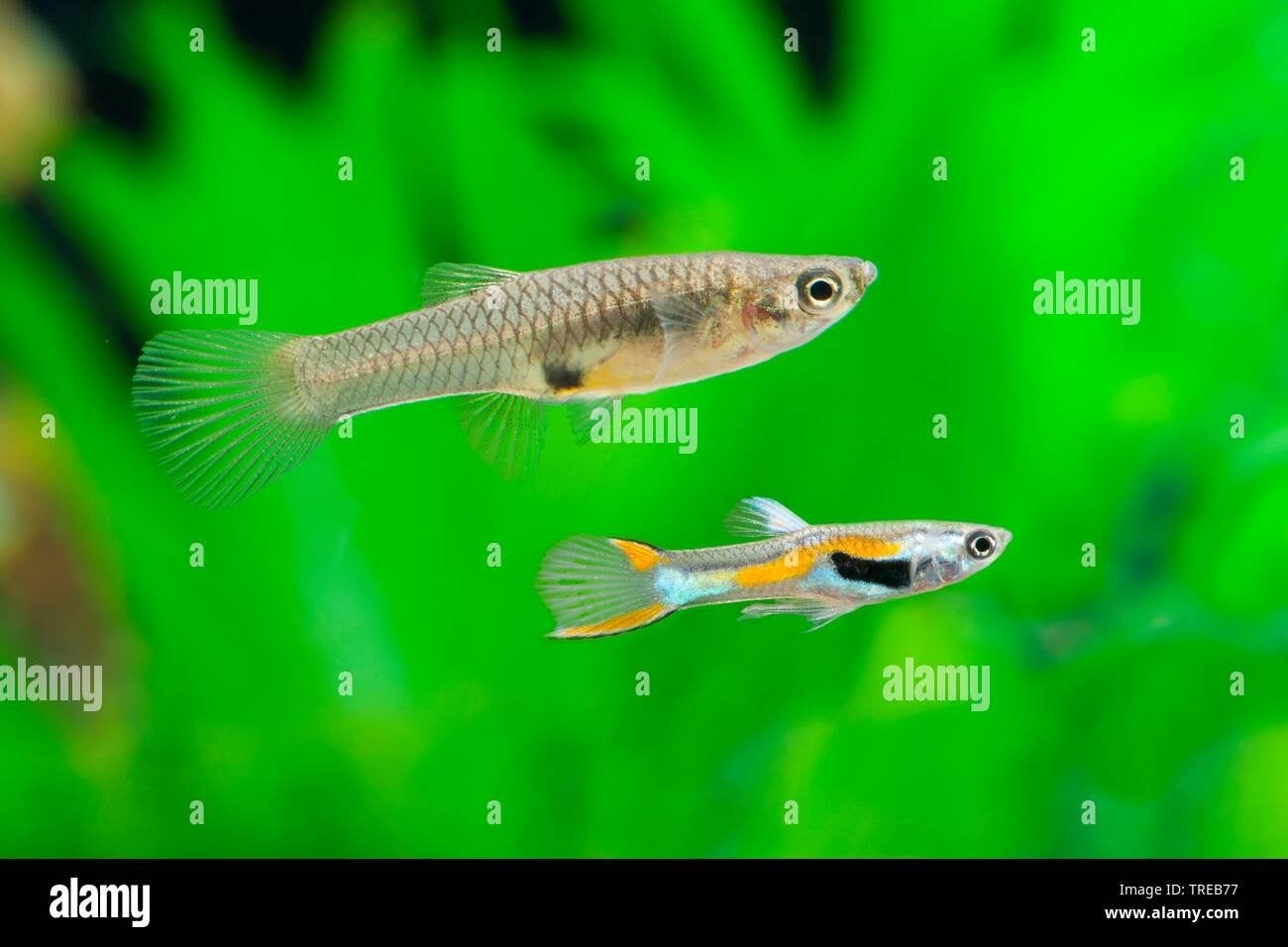 Endler guppies. Gemengd mannetjes en vrouwtjes.