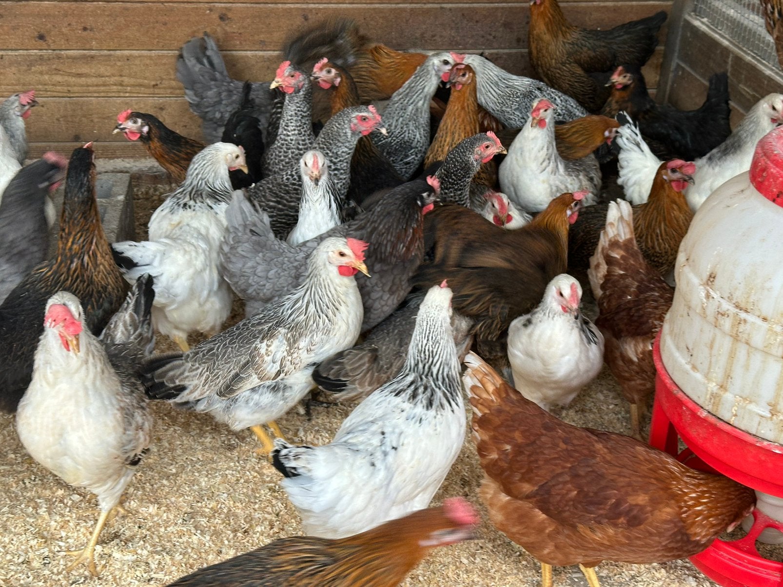 Legkippen 9 verschillende kleuren, Dieren en Toebehoren, Pluimvee
