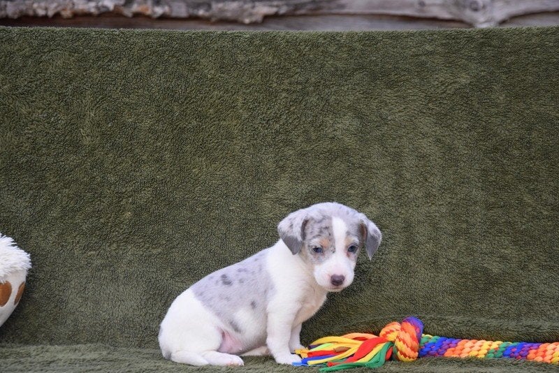 Prachtige Jack Russell pups, Dieren en Toebehoren, België, Jack Russell Terriër, CDV (hondenziekte), 8 tot 15 weken