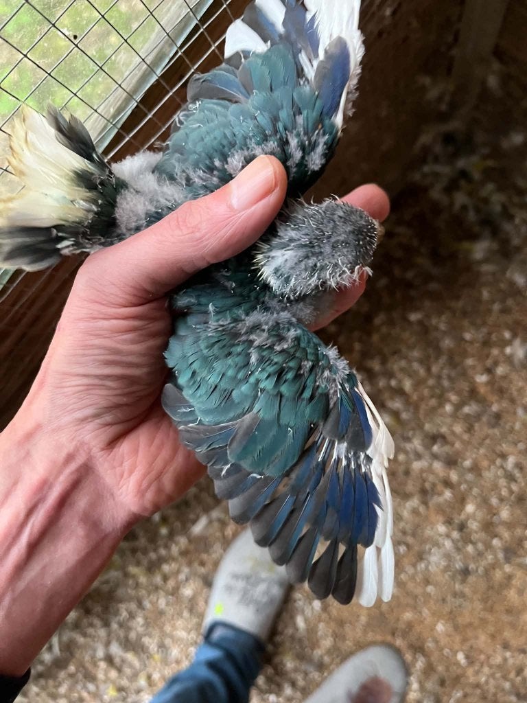 kakariki jong blauw bonte, Geslacht onbekend, Parkiet, Tam