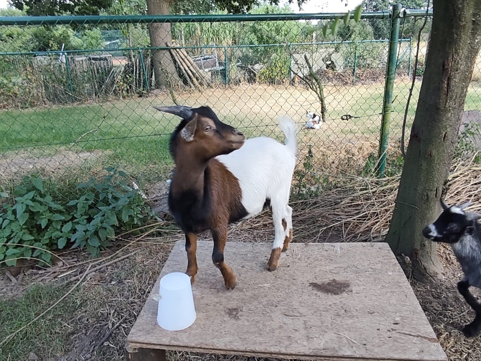 dwerggeit bokje, Dieren en Toebehoren, Mannelijk, Geit, 0 tot 2 jaar