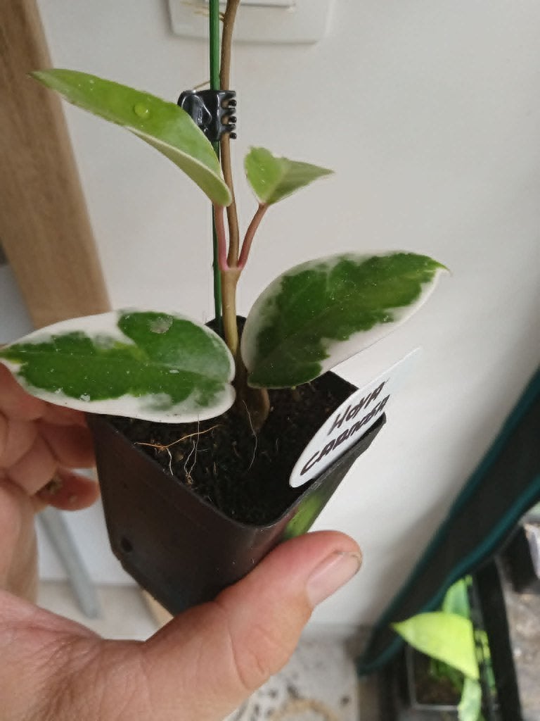 Hoya carnosa, Maison & Meubles, Plantes d'intérieur, Autres espèces, En pot, Moins de 100 cm, Enlèvement