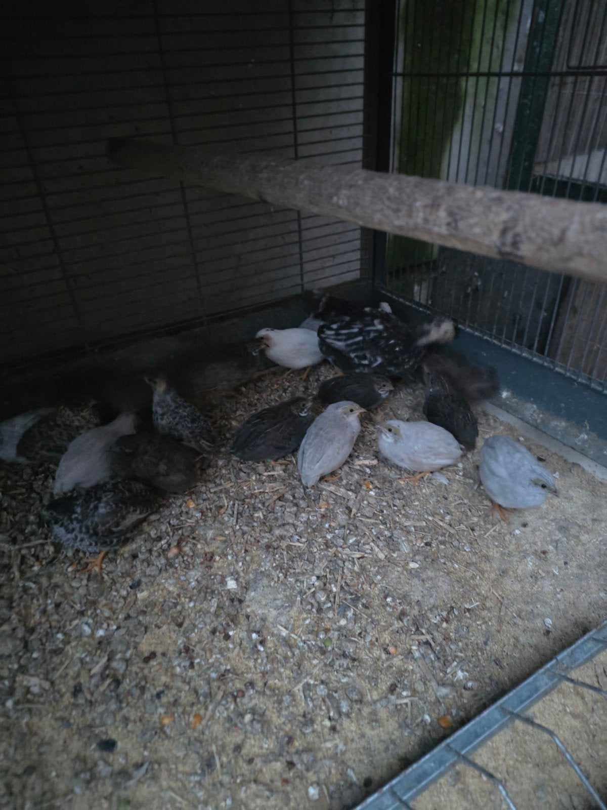 Chineese dwergkwartels, Dieren en Toebehoren, Meerdere dieren, Overige soorten