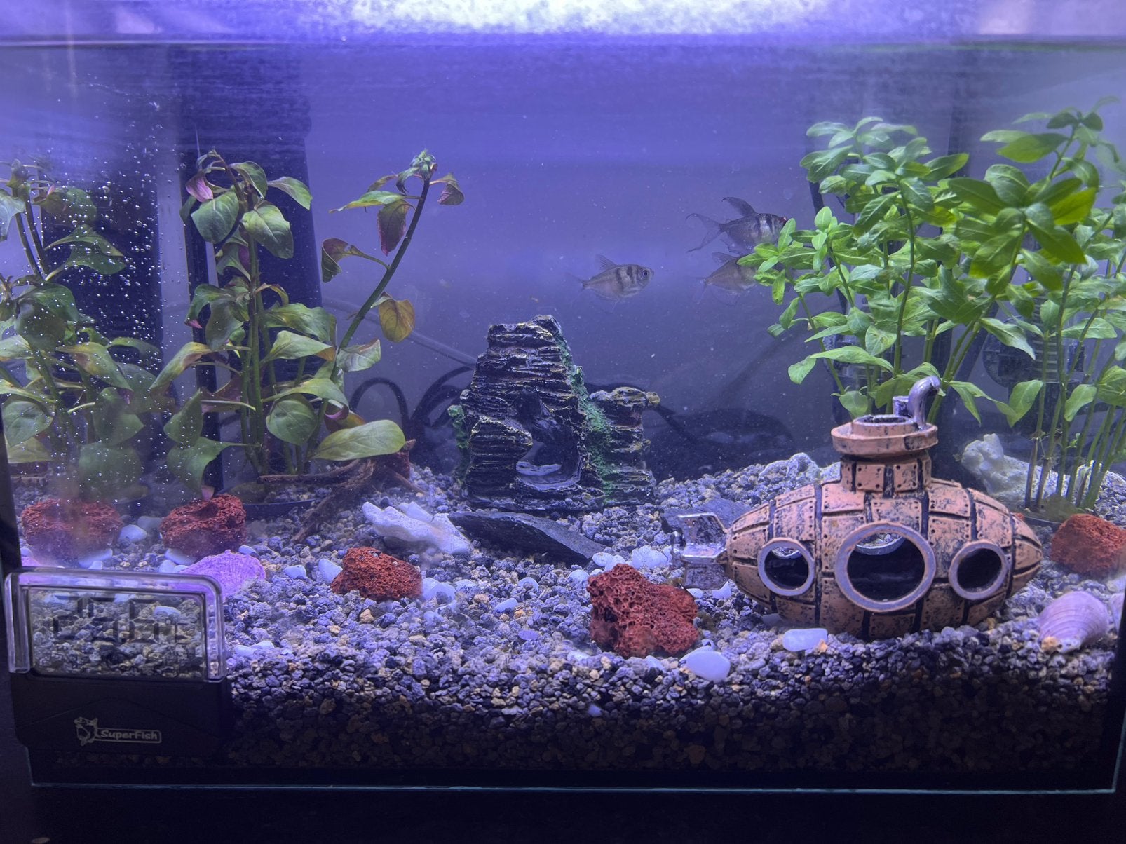 Compleet aquarium te koop 40 liter met vissen inbegrepen, Dieren en Toebehoren, Ophalen, Gebruikt, Vissenkom