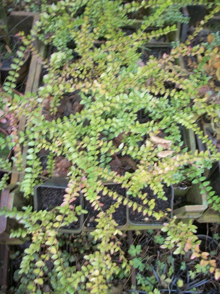 Lonicera als bodembedekker of haag, Tuin en Terras, Ophalen, Vaste plant, Bodembedekkers, Volle zon